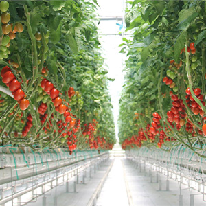 Тепличные овощи оптом