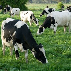 Рассыпные комбикорма для дойных коров пастбищного периода