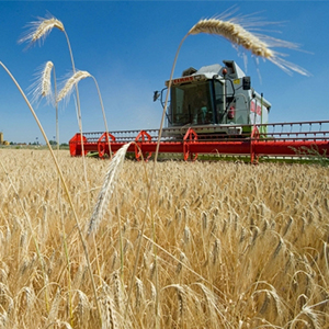 Выращивание сельскохозяйственных культур