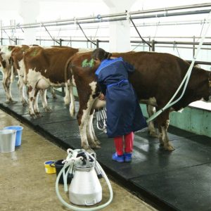 Производство животноводческой продукции