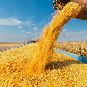 Производство зерна