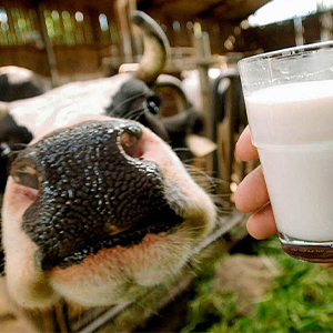 Молоко крупного рогатого скота