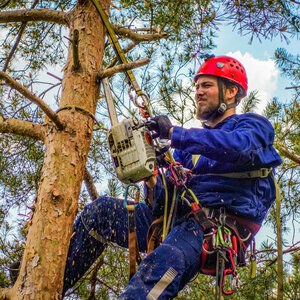 Удаление аварийных деревьев