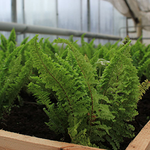 Декоративный посадочный материал