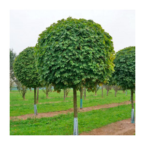 Озеленение и благоустройство