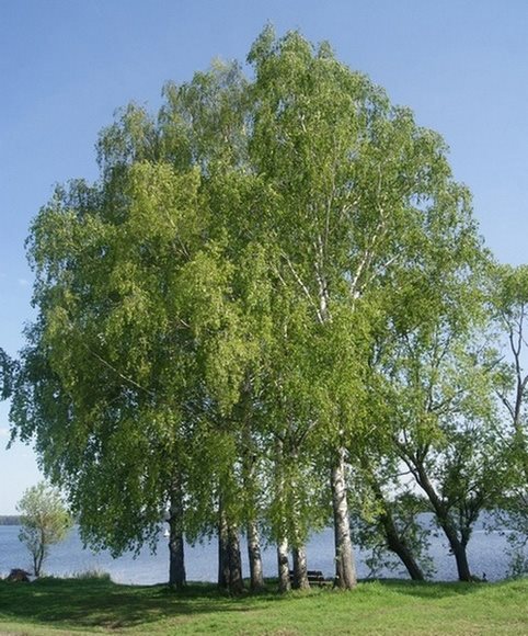 Береза бородавчатая