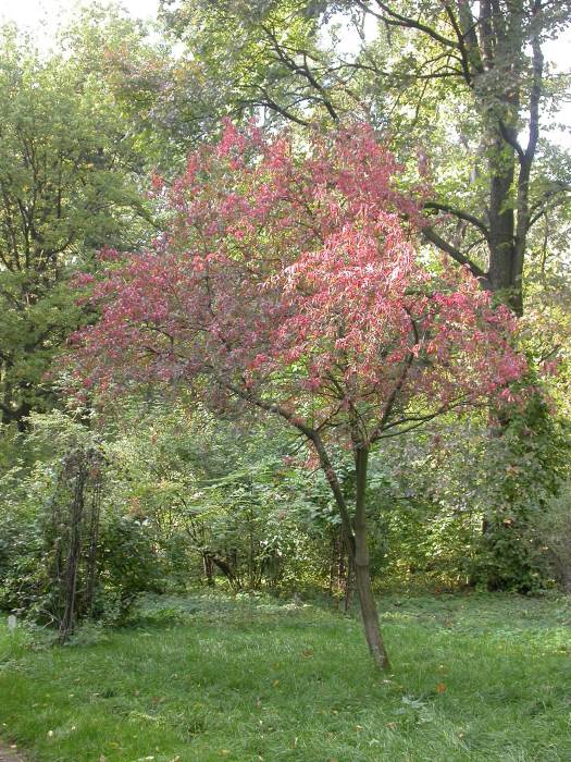 Бересклет европейский