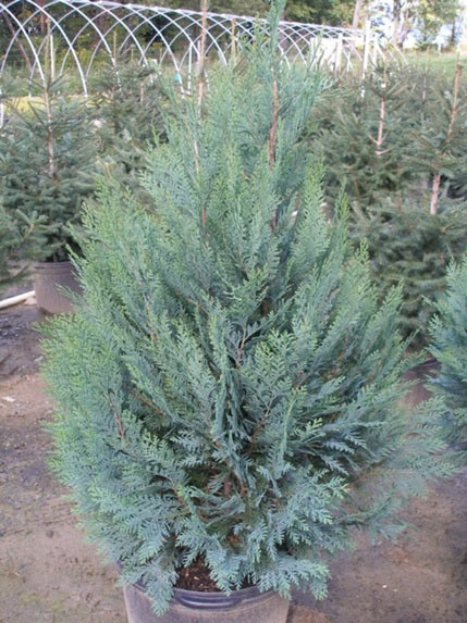 Туя вересковидная