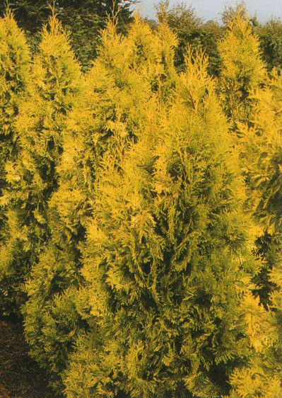 Туя европейская золотистая