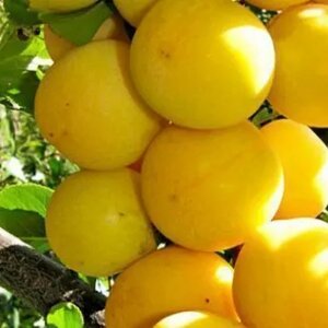 Саженцы алычи 1 года выращивания