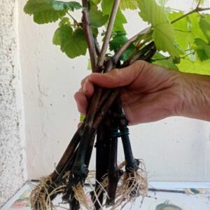 Саженцы винограда