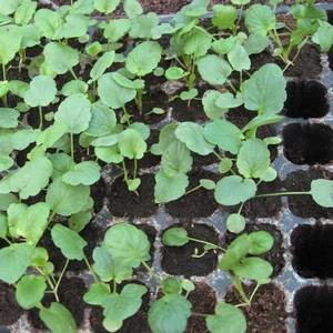 Многолетняя рассада