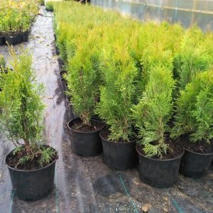 Посадочный материал и семена