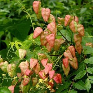 Семена кустарников