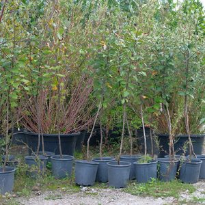 Выращивание посадочного материалы