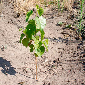 Саженцы и сеянцы