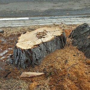 Санитарная обрезка деревьев