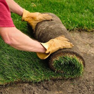 Устройство различных видов газонов