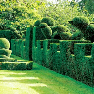 Формовочная обрезка деревьев и декоративных кустарников