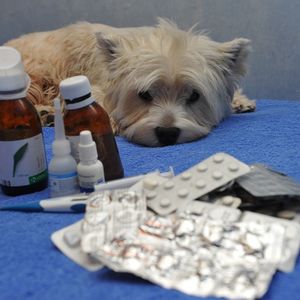 Реализация ветеринарных препаратов