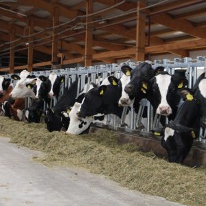 Молочное животноводство