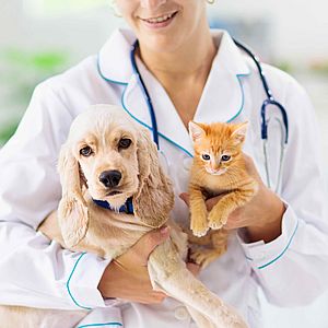 Ветеринарные услуги животным