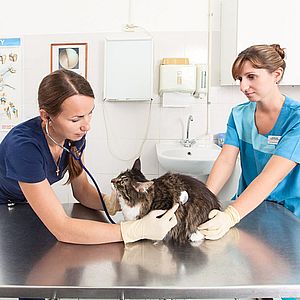 Предоставление ветеринарных услуг