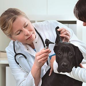 Ветеринарный надзор