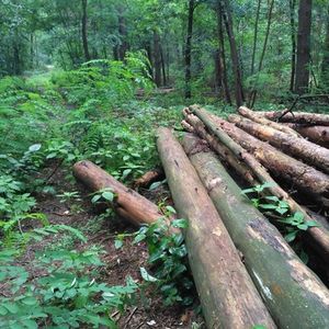 Проектирование лесничеств и лесопарков