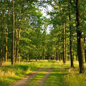 Мероприятия по охране, защите и воспроизводству лесов