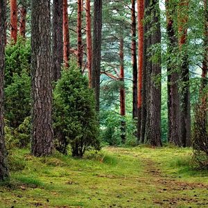 Разрешение на аренду лесных участков