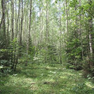 Предоставления лесного участка на праве постоянного пользования