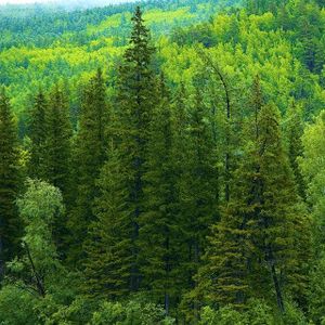 Оценка лесных ресурсов
