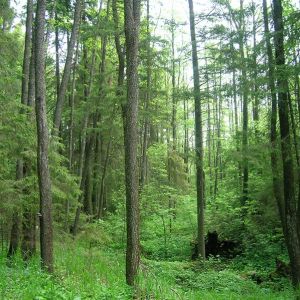 Лесоустройство территорий национальных парков