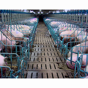 Строительство и оснащение животноводческих комплексов