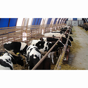 Каркасно-тентовые сооружения для КРС