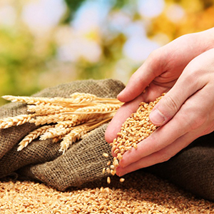 Приемка, сушка, доработка и хранение зерновых культур