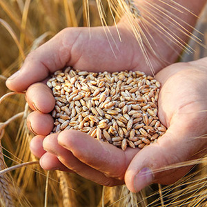 Закупка зерновых культур