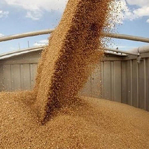 Купить пшеницы по низкой цене