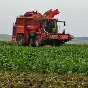 Уборка зерновых культур, сахарной свеклы