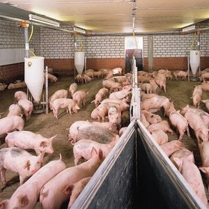 Поточное производство свинины