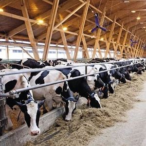 Молочные фермы