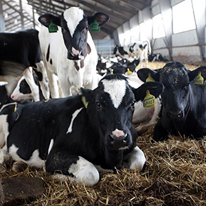 Выращивание черно-пестрого скота молочного направления