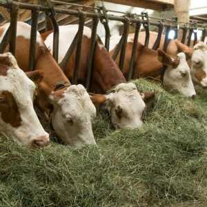 Выращивание красного скота молочного направления