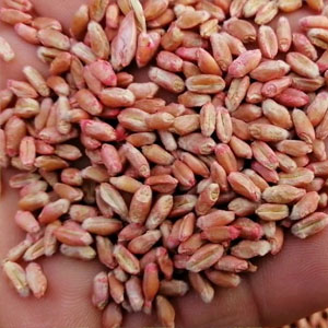 Семена озимых зерновых культур