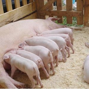 Услуги по селекции воспроизводству свиней