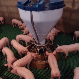 Система кормления свиней