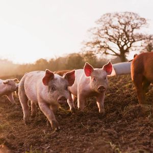 Школа-ферма по свиноводству