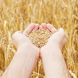 Обработка зерновых