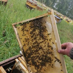 Продукция для пчеловодства